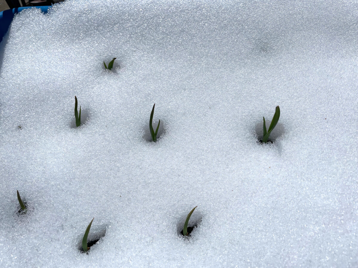 Garden Help Desk: Has the warm weather ruined future garlic, flower and fruit crops?